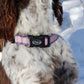 Dog Collar - Overcoming the Odds