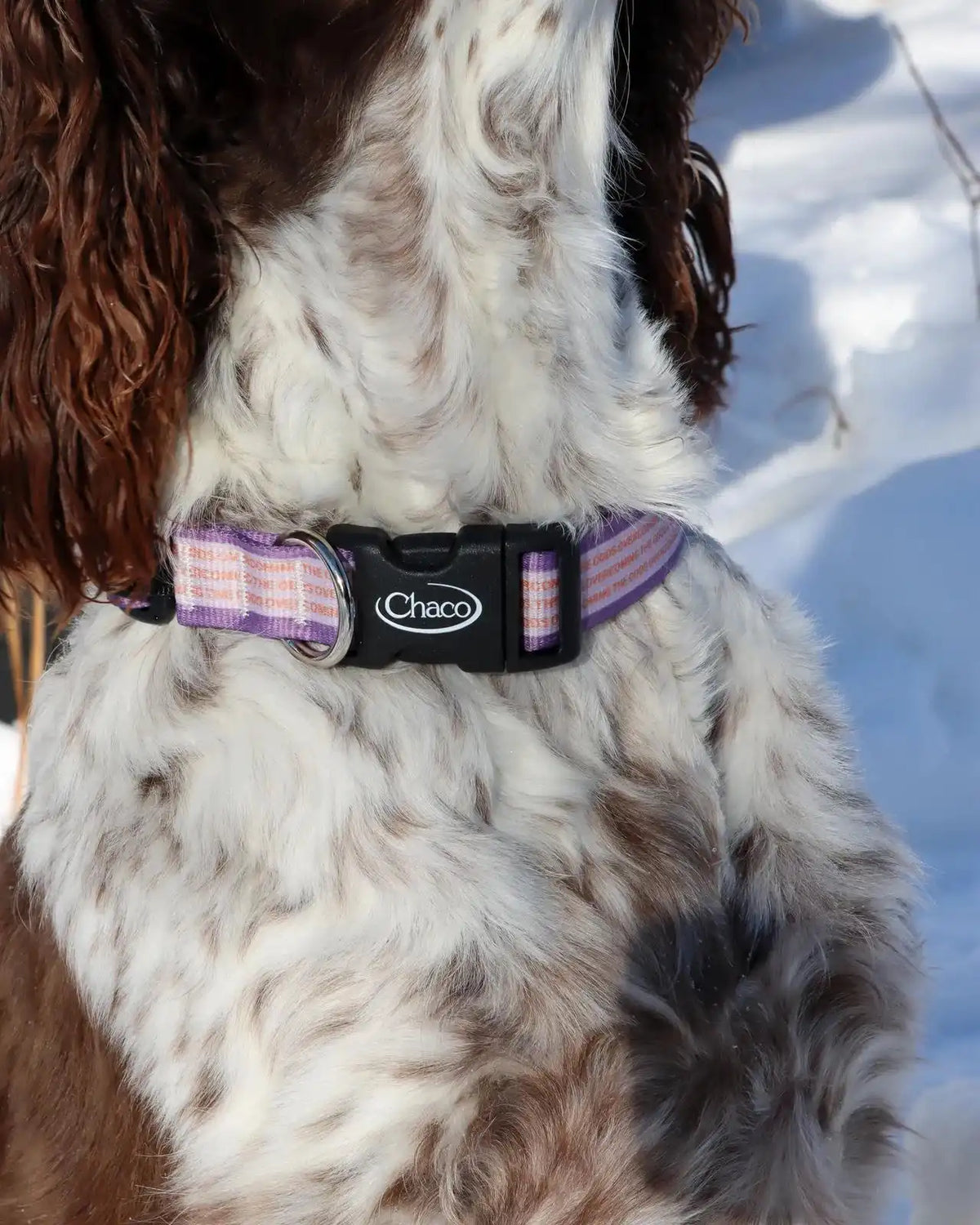 Dog Collar - Overcoming the Odds