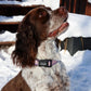 Dog Collar - Overcoming the Odds