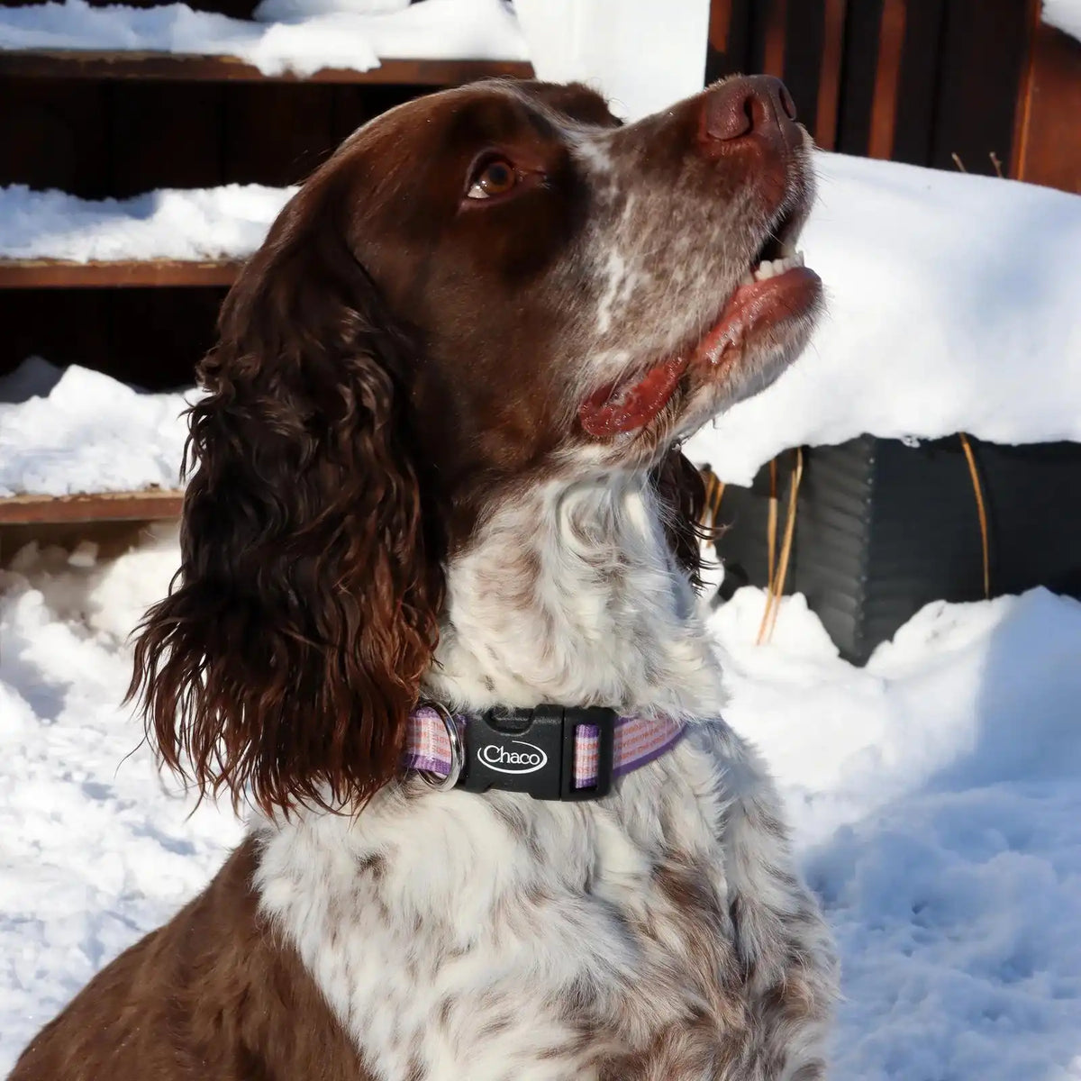 Dog Collar - Overcoming the Odds